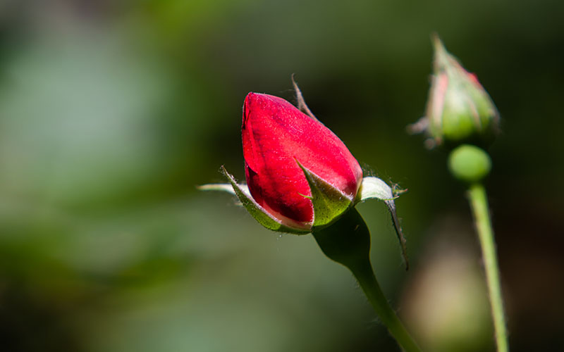 Rose garden in full bloom