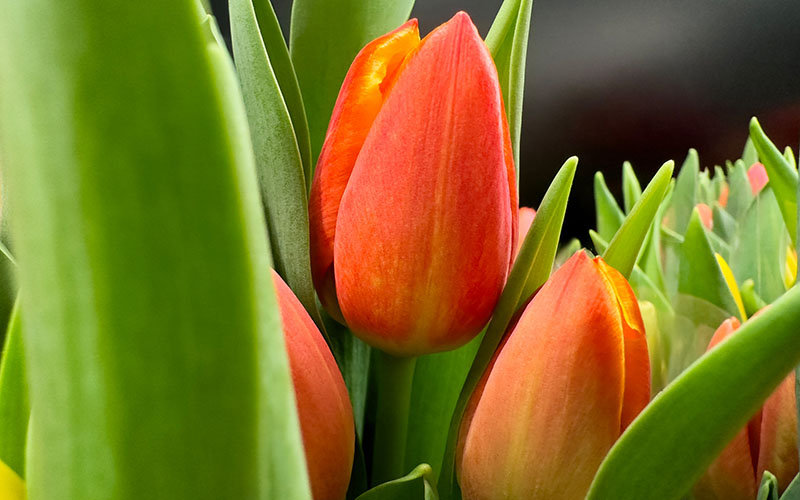 Flowering trees and spring bulbs
