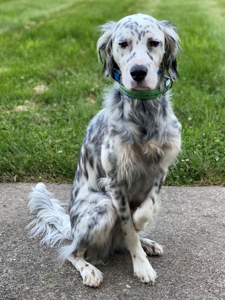 Our mascot Buck