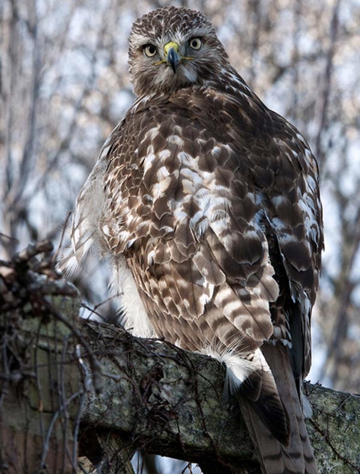 Bird of prey education photo at a Chicagoland nature center