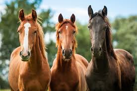 horse property Linn County Oregon acreage home