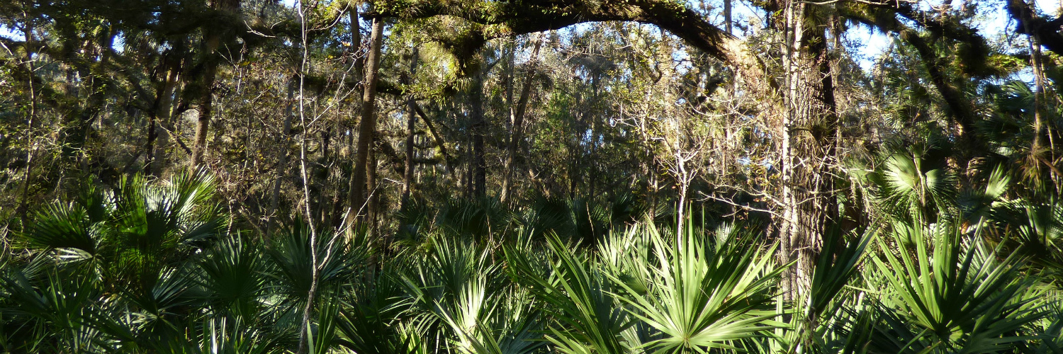 Spring Hammock Preserve