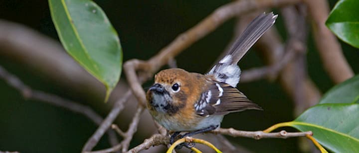 Elepaio bird
