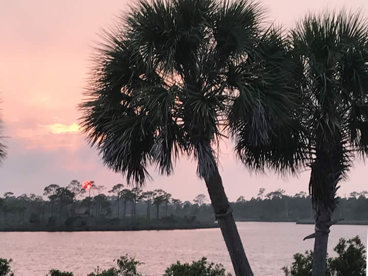 Palms on the bay