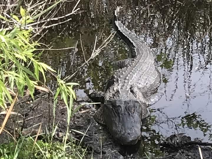 Alligator