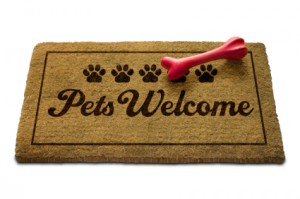 8-13-1-pets