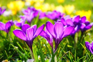 3-18-springmortgage