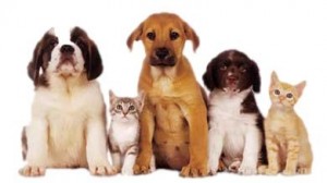6-10-pets