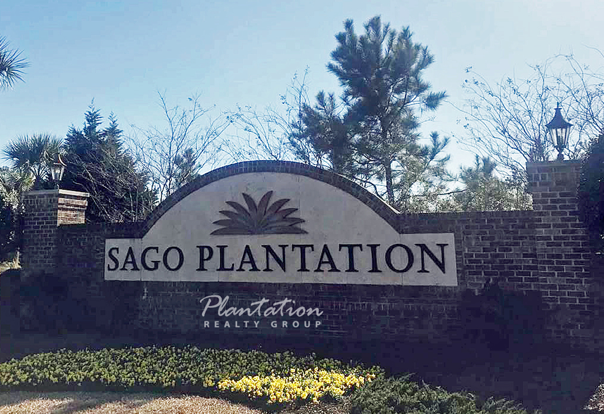 Sago Plantation