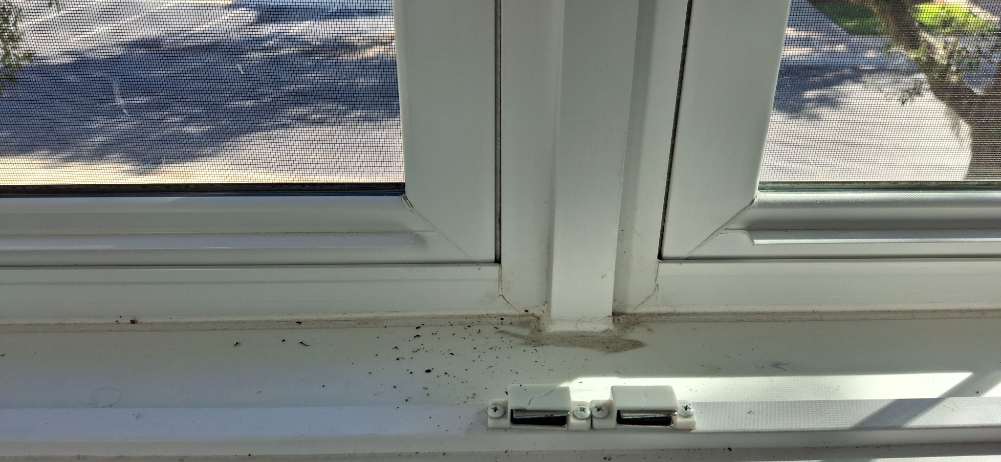 Small dead bugs along the inside sill of a Florida window