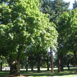 alameda neighborhood in portland