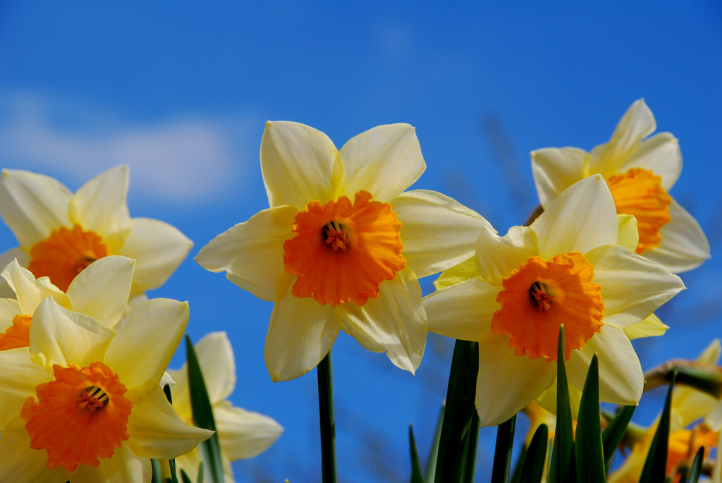 Photo Credit: Danielle Haggart under CC BY 2.0via Flickr