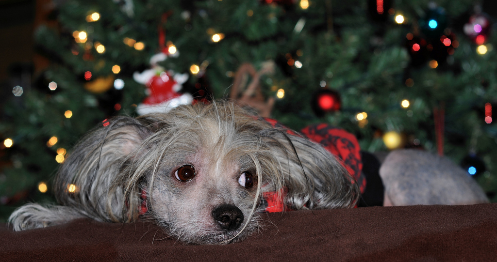 Photo Credit: Sheri Terris under CC BY 2.0 via Flickr