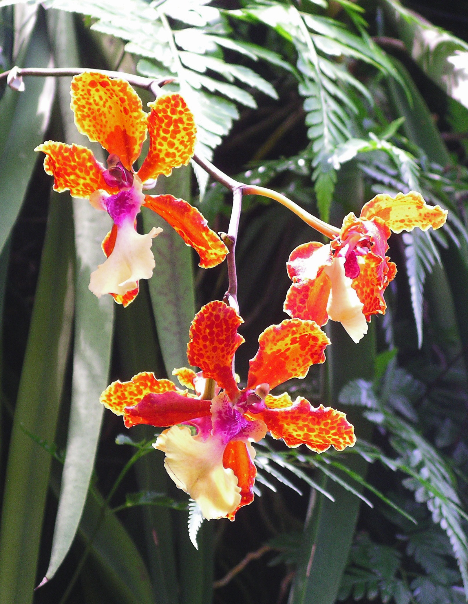 Photo Credit: Velela under Public Domain via Wikimedia Commons