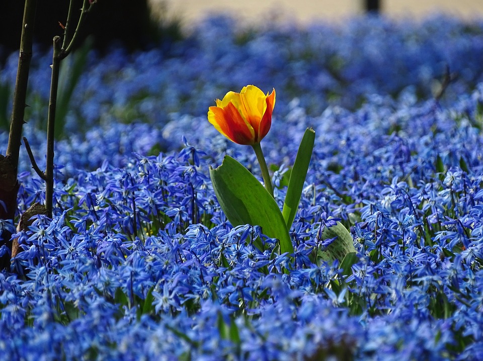 Photo Credit: Chorengel under public domain via Pixabay
