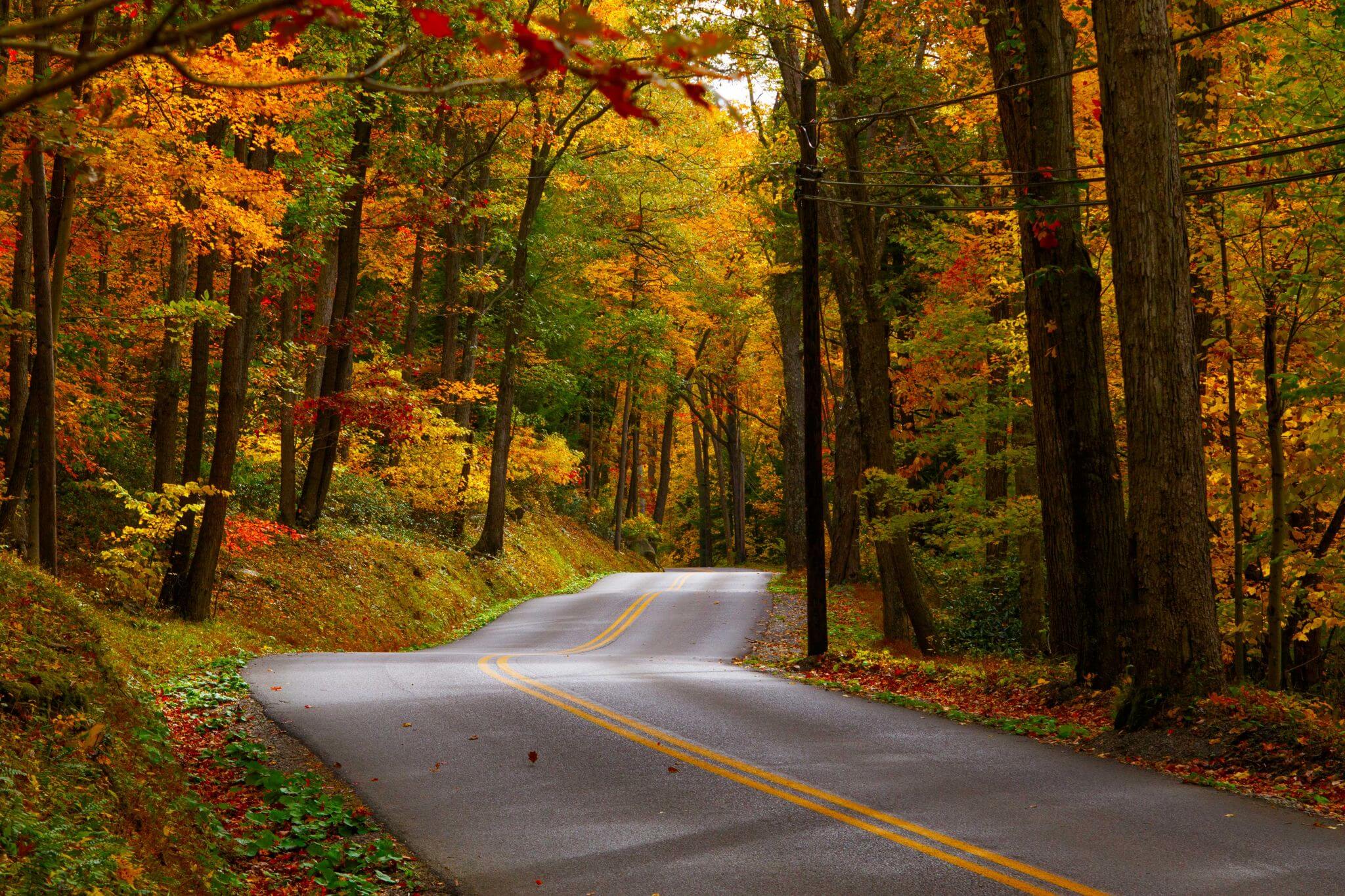 Scenic road winding through colorful fall foliage in Garrett County