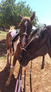 Sedona horse acreage properties offer the best of rural and city living.