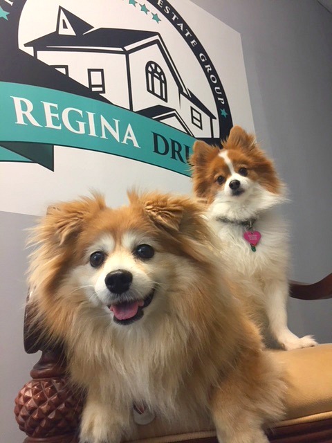 Dogs in Office