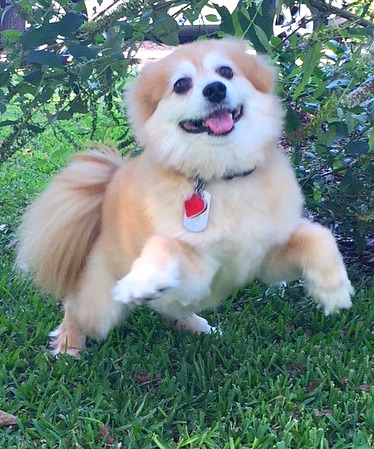 Dog Excited