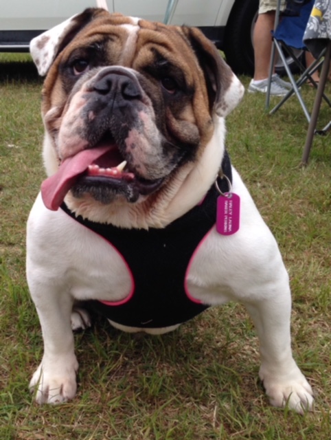Bull Dog