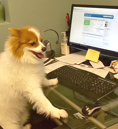 Dog at Work