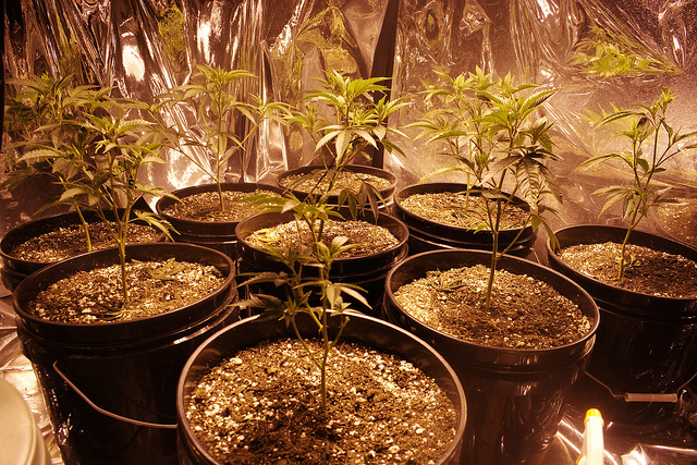 Hawaii's Medical Marijuana 
