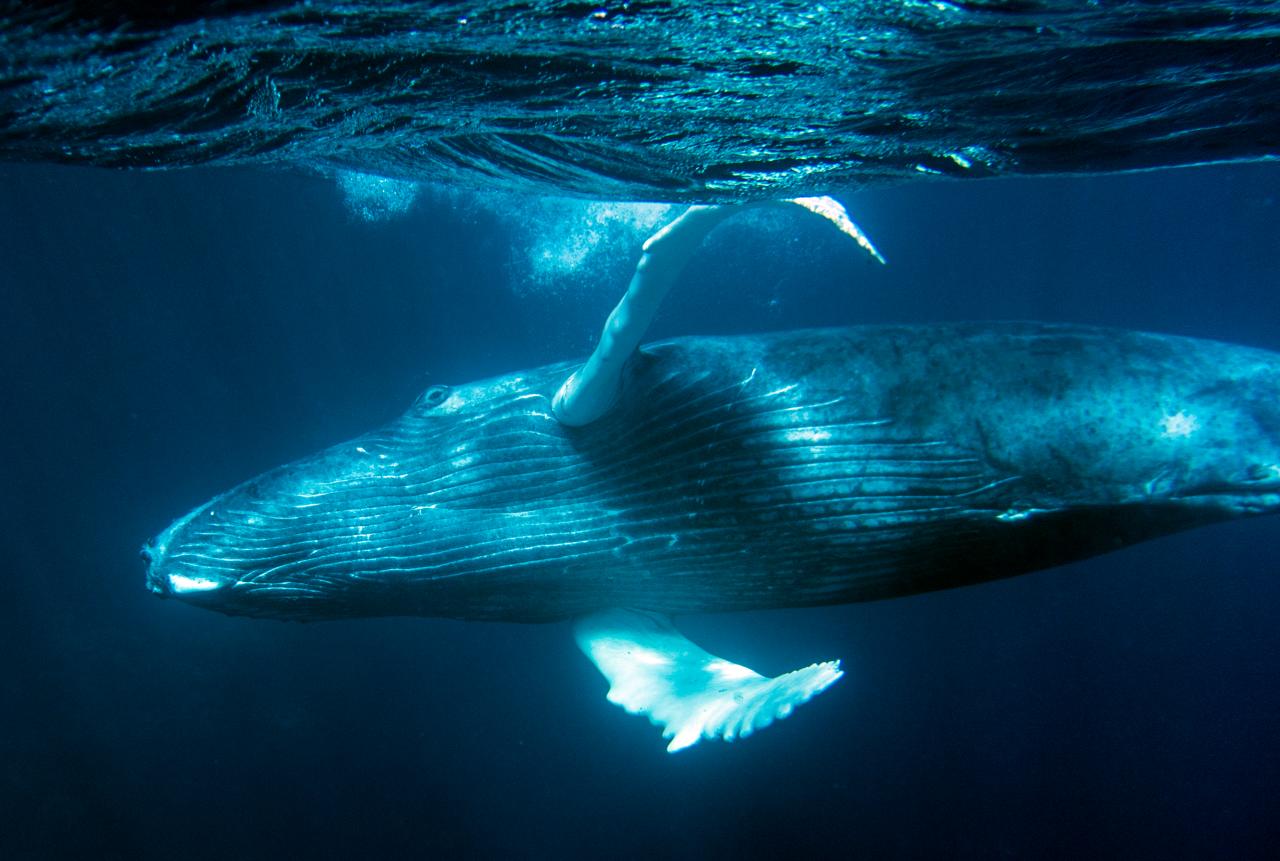 Whale watching on kauai.