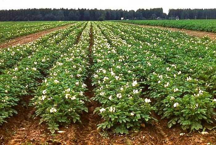 Potatoes growing in Rexburg