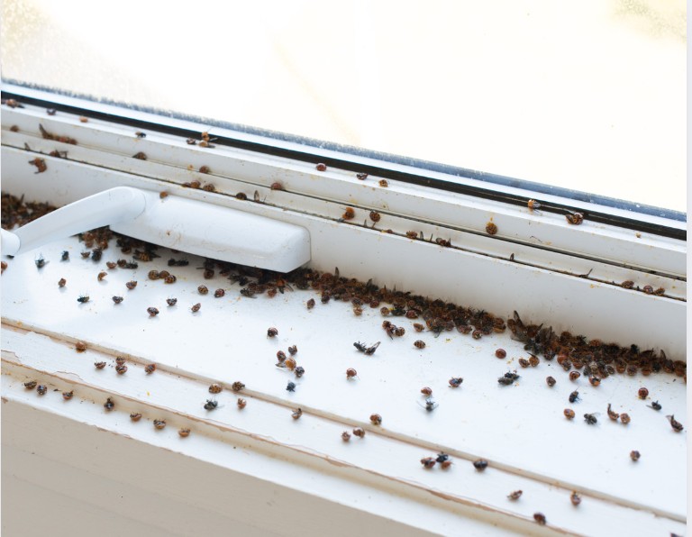 Ladybugs and Flies