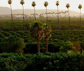 St. Francis De Sales in Riverside, CA