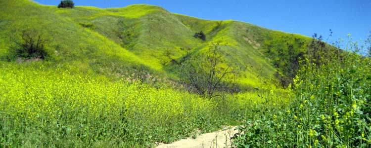 Riverside CA Chino Hills State Park