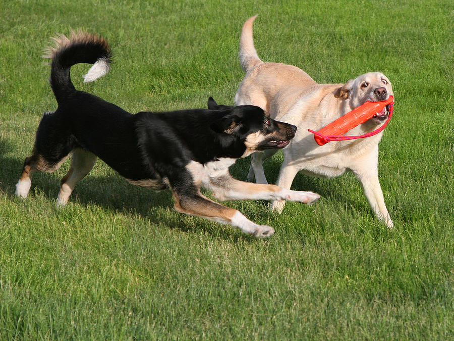 Dogs from Doublegate real estate play at Newtown Dream Dog Park.