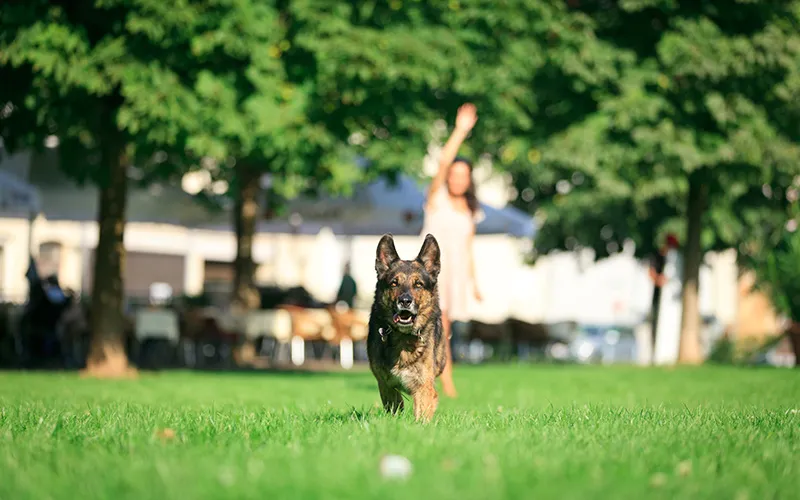Pet park