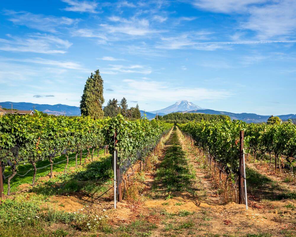 Oregon Wineries Guide
