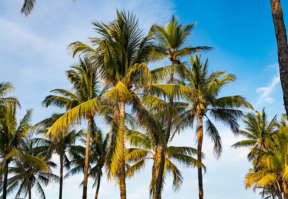 Southwest Florida Home Search
