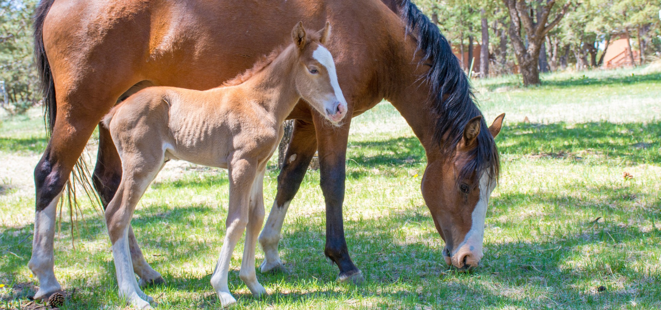 Horse Properties For Sale Ruidoso Area Properties