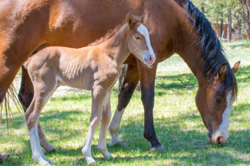 Horse Properties