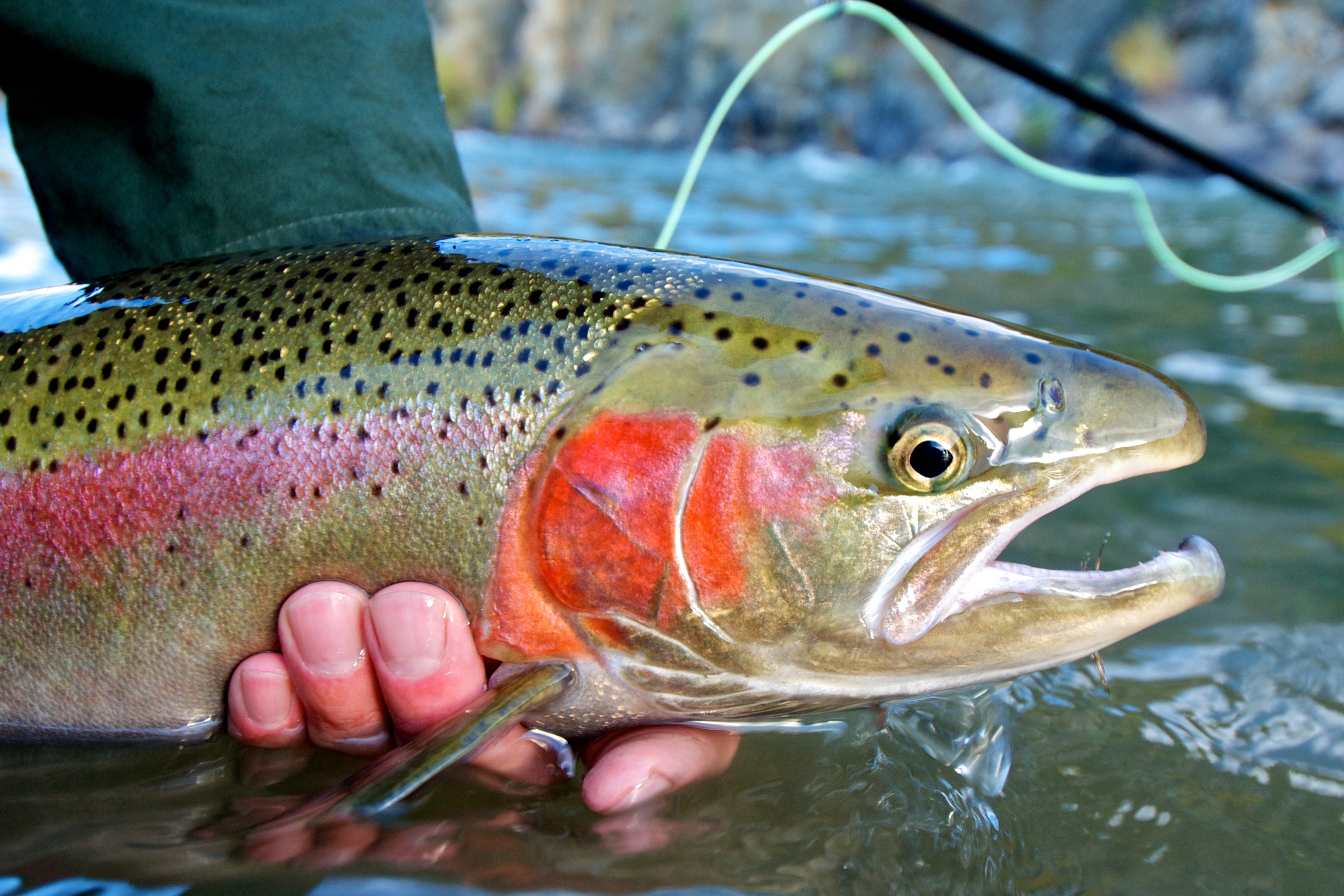 STEELHEAD TROUT FISHING ON THE RUSSIAN RIVER