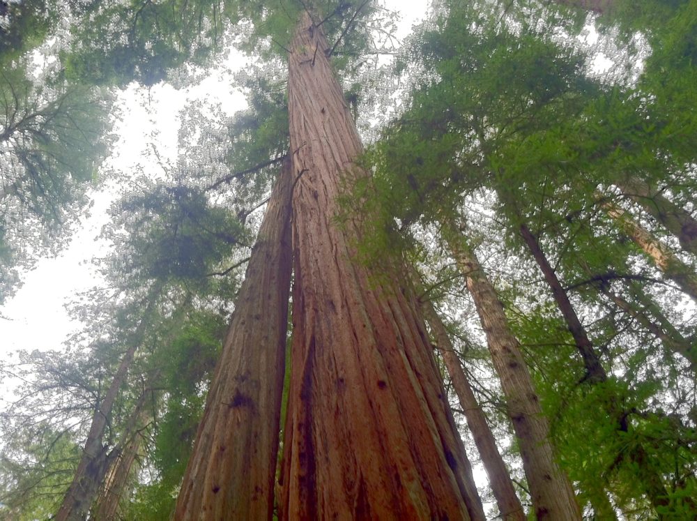 Armstrong Redwoods