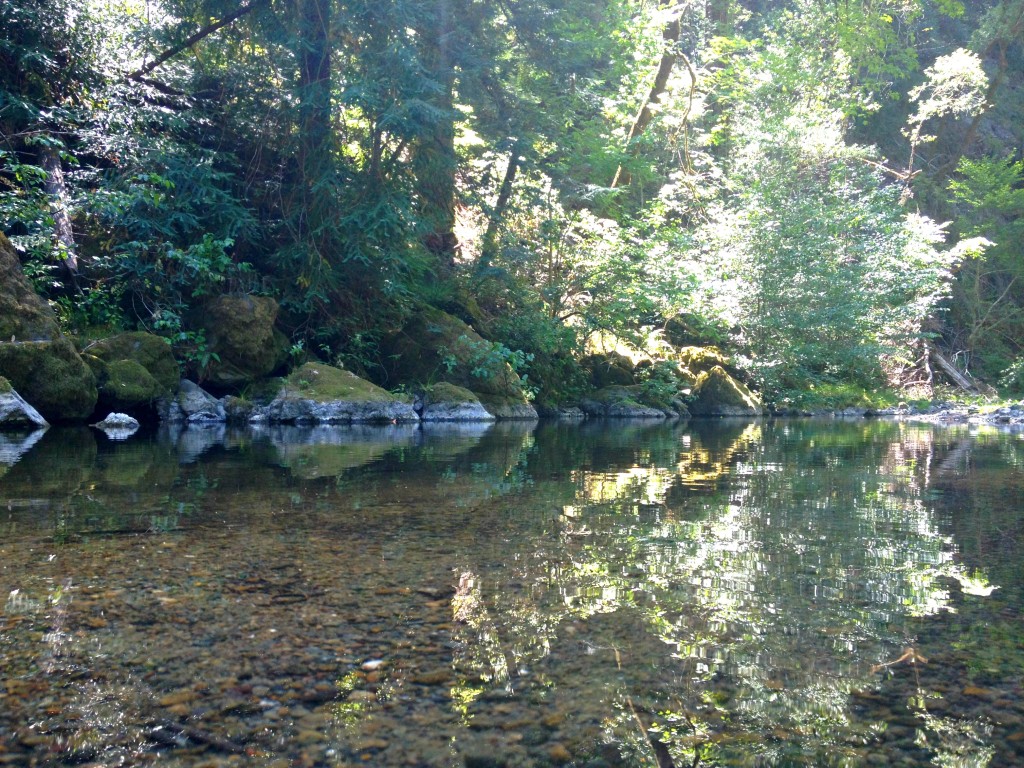 Austin Creek In Cazadero CA
