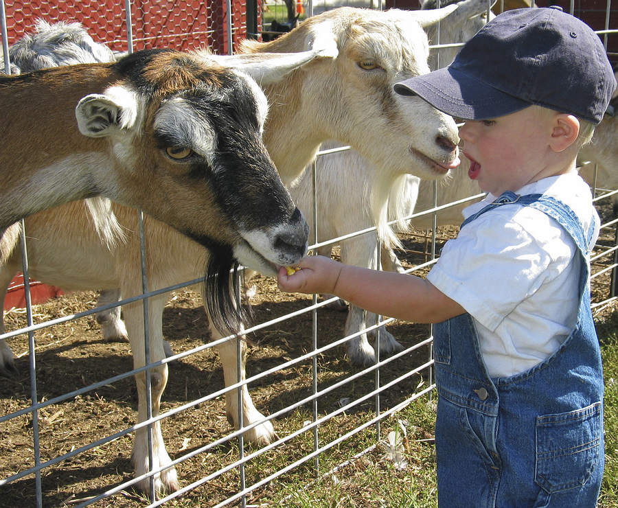 Visit the farm near Alamo Ranch homes.