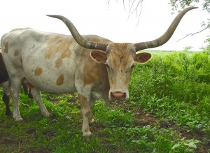 We have Longhorns for sale