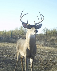 Ranches with Deer