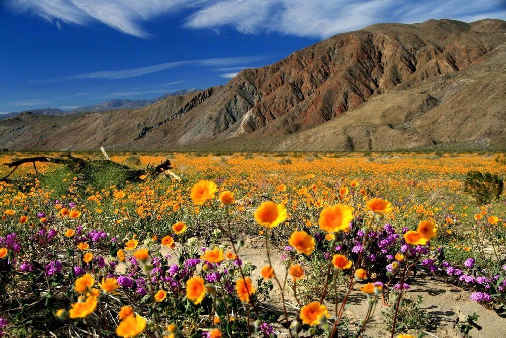 Ocotillo Wells San Diego CA Real Estate Market Report 2018