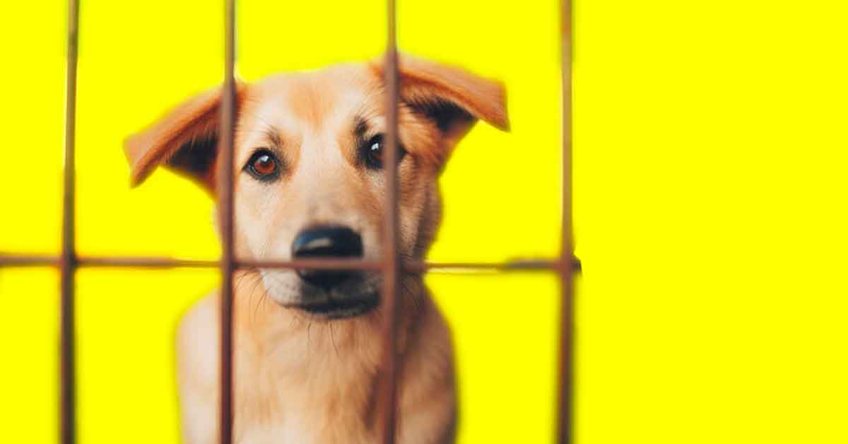 Image: Lost Dog behind a cage