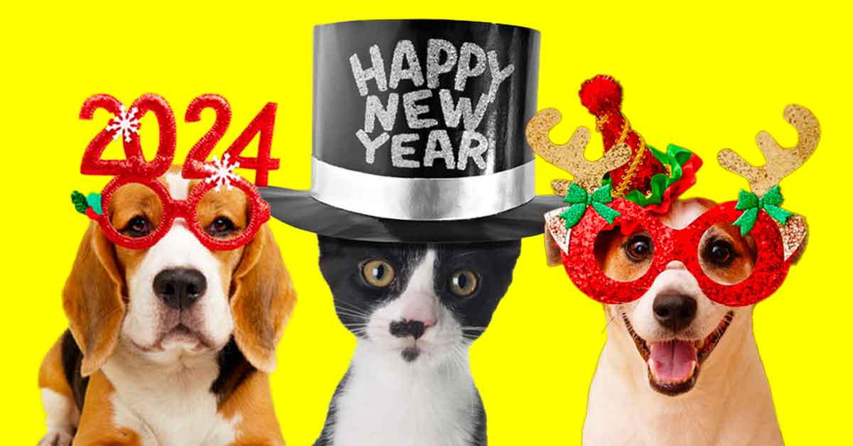 Image: Pets with New Year's Eve themed hats and 2024 New Year's glasses