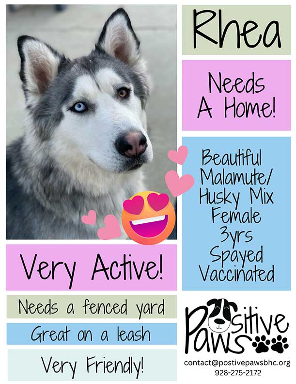 Rhea is Available for Adoption at Positive Paws Bullhead City @PositivePawsBHC