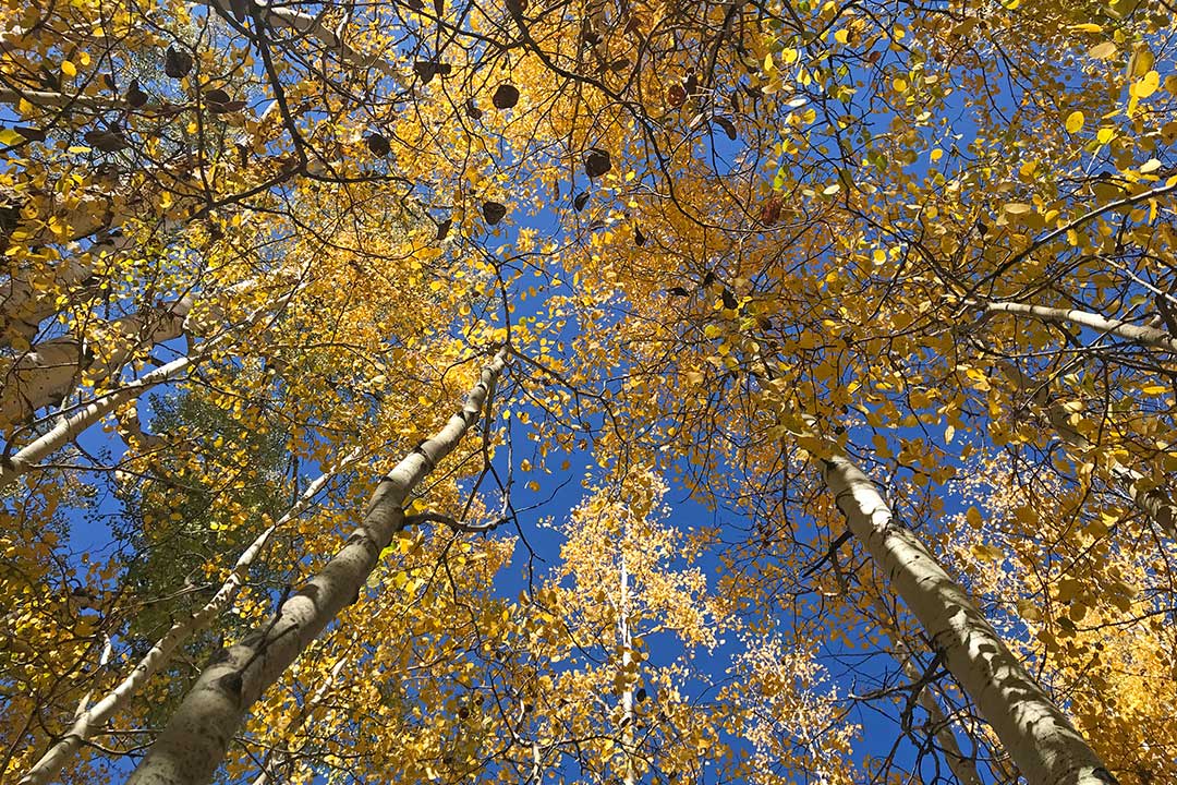 Have You Seen the Fall Colors in Flagstaff, AZ