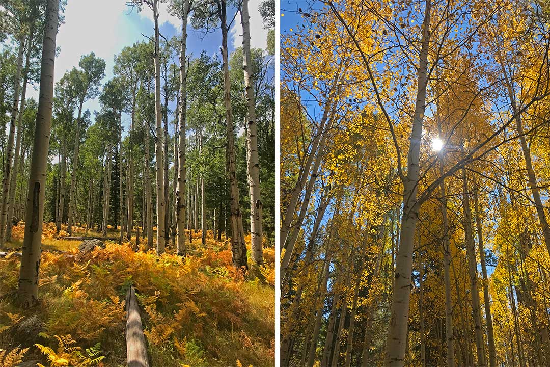 Have You Seen the Fall Colors in Flagstaff, AZ