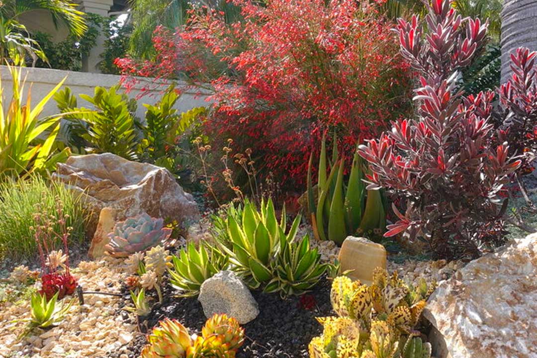 IMAGE: Xeriscaping - Landscaping with low-water desert plants